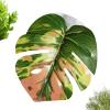 Mozeuu Spring Spider Plants with Suction Cup view 1
