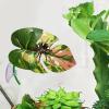 Mozeuu Spring Spider Plants with Suction Cup view 2