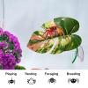 Mozeuu Spring Spider Plants with Suction Cup view 3