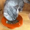 Collapsible Dog Bowl, Portable 300 ml Expandable Food Bowl view 2