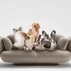 Noonedibs Custom-Shaped Pillow, Personalized Photo Gift, 3 Sizes, Pet Memorial Gift view 4