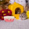 Compact Pink Ceramic Food Bowl for Hamsters and Rabbits view 2