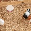 Compact Pink Ceramic Food Bowl for Hamsters and Rabbits view 4