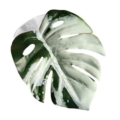 Generic Spring Spider Leaf
