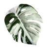 Generic Spring Spider Leaf view 1