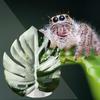 Generic Spring Spider Leaf view 2