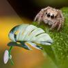 Generic Spring Spider Leaf view 3