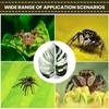 Generic Spring Spider Leaf view 4