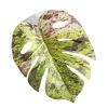 Salyeeluly Jumping Spider Plants, Simulated Pet Accessory with Suction Cup view 1