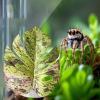 Salyeeluly Jumping Spider Plants, Simulated Pet Accessory with Suction Cup view 3