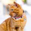 BESPORTBLE Adjustable Cat Collar with Bell and Custom Name Tag - Pink Panda view 3