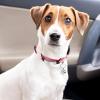 BESPORTBLE Adjustable Cat Collar with Bell and Custom Name Tag - Pink Panda view 4