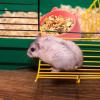 Feeding Dish – Bunny Snack Container view 4