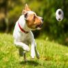 Happet 40mm Silver Glitter Football Dog Toy view 2