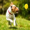 HAPPET Yellow Spiky Dog Ball, 7.2 cm view 2