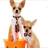 Adjustable Pet Collar for Dogs and Cats view 2