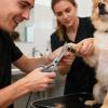 Dog Grooming Scissors Set for Puppies view 3