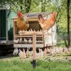 Inscrip Chicken Perch for Coop, Wooden Bird Perch with Metal Spike, Large view 3