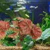 HOODANCOS Artificial Reptile Plants with Resin Base for Decoration and Hiding view 4