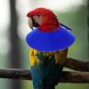 DECHOUS Bird Protection Collar for Parrots, Breathable Adjustable Cone Collar view 3