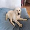 Ecopuf Dog Cushion Mattress, 80 x 60 x 15 cm, Size S, NC14 view 4