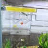 Fish Isolation Box for Aquariums view 3