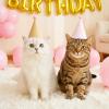 Tyqour 6-Piece Mini Party Hat Set for Small Pets with Pom-Poms view 4