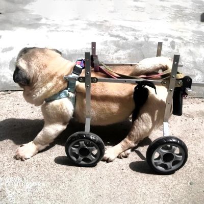 Generic Dog Wheelchair for Injured Pets, Adjustable Aluminum Rear-Leg Support, Hip and Leg Brace, Lightweight Cart for Small Dogs 2.5–10 kg (XS Wide)
