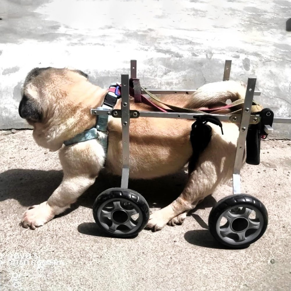 Generic Dog Wheelchair for Injured Pets, Adjustable Aluminum Rear-Leg Support, Hip and Leg Brace, Lightweight Cart for Small Dogs 2.5–10 kg (XS Wide)