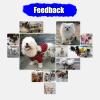 Lightweight Adjustable Dog Wheelchair, Metal-Frame Mobility Cart for Small Dogs and Cats with Hind-Leg Disabilities view 4