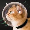 Cat Bubble Muzzle view 3