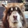 Dog Ear Support Tool - Durable Stickers for Dogs Over 2 Months view 2