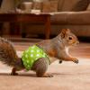 Rabbit Diapers | Adjustable Leak-Proof Urine Pants view 3