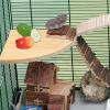 Parrot Perch Stand Toy - Wooden Springboard view 2