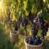 Wirth Winery Regent Red Grape Juice, Direct from the Winemaker (12 Bottles) view 3