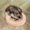 Hohopeti Hamster Bowl for Small Pets view 3