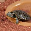 Qcbuegof Multifunctional Reptile Water Bowl view 3