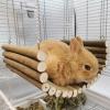 Fafeims Hamster Wooden Swing and Brushwood Hammock, 15 × 35 cm view 4