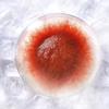 FACAIIO Freeze-Dried Fish Food with Red Bloodworm, 60.49% Protein view 3