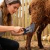 Livestock Curry Comb and Animal Washing Comb view 2
