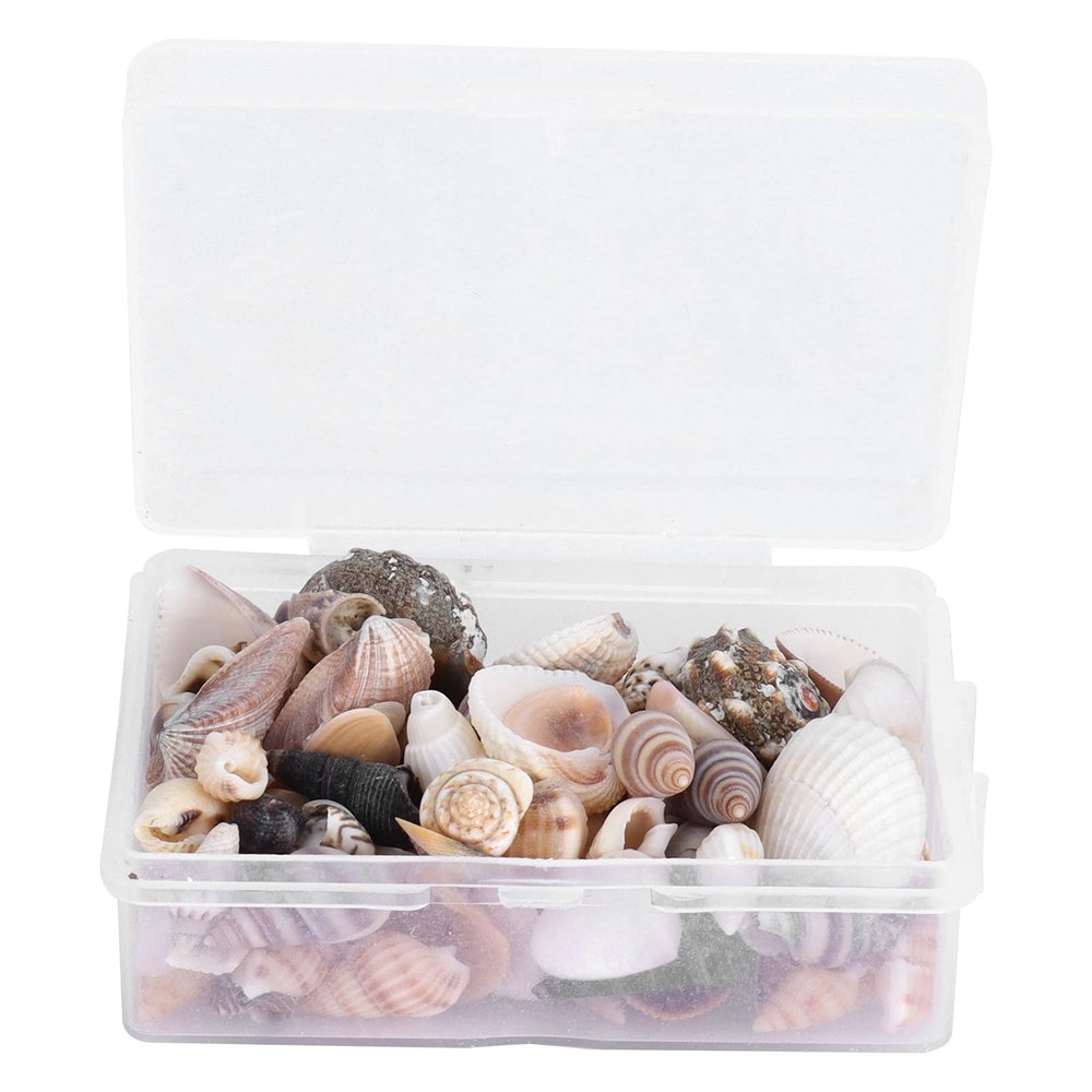 Natural Small Shell Collection with Starfish and Sea Snails