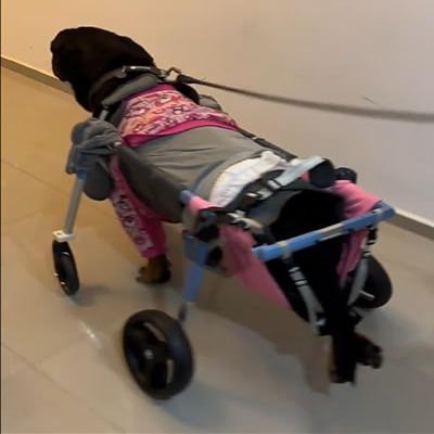 Adjustable Dog Wheelchair with Full Support, Easy Assembly