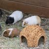 Small Animal Rabbit House, Handcrafted Rabbit-Grass Hideout and Play Bed view 3