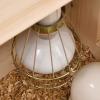 Ronyme Reptile Heat Lamp Protective Guard, Burn Protection, Gold-Colored, for Cages view 3