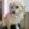 Pink Dog Collar with Pearls view 3