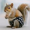 Squirrel Diapers, Adjustable, Washable view 4