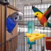Yjkedfh Parrot Perch - Natural Wood Perch in K Shape view 2