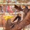 Yjkedfh Parrot Perch - Natural Wood Perch in K Shape view 3