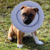 VALICLUD Soft Post-Surgery Dog Protective Collar, XXL view 4
