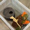 Resin Snake Cave Reptile Habitat Accessory view 3